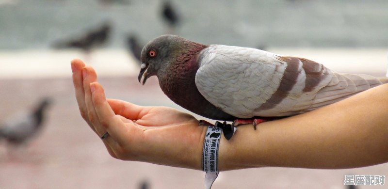 秋收冬藏是什么动物_24节气鼠来寒什么意思 秋收冬藏是什么动物_24节气鼠来寒什么意思 - 星座运势