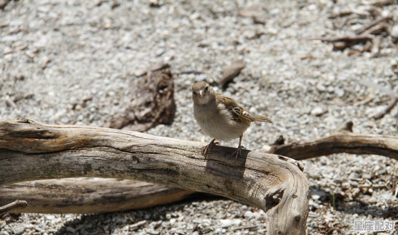 一条蛇雇凶杀人电影叫什么,梦到救了一条蛇 一条蛇雇凶杀人电影叫什么,梦到救了一条蛇 - 星座运势