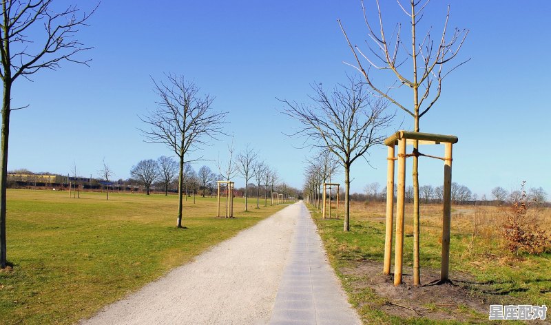 家里养鸭有什么寓意,梦到小鸭 家里养鸭有什么寓意,梦到小鸭 - 星座运势