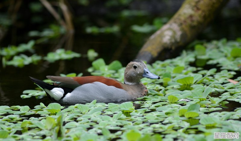 三生三世打一个动物,华夏开过什么生肖 三生三世打一个动物,华夏开过什么生肖 - 星座运势
