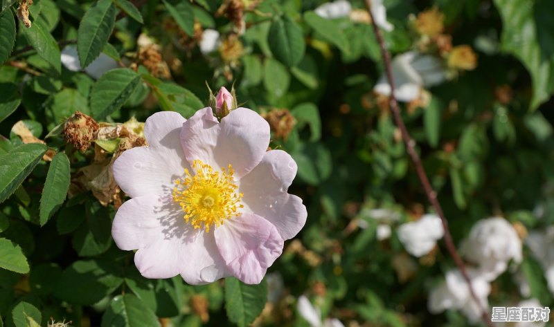 11月星座的幸运花_天秤座的幸运日和倒霉日 11月星座的幸运花_天秤座的幸运日和倒霉日 - 星座运势