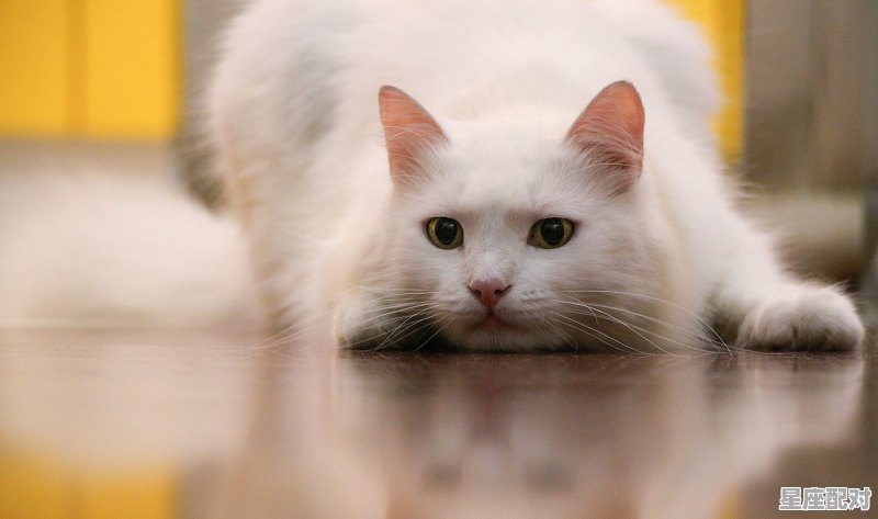 4个月猫咪最佳喂食时间和量_猫咪吃了驱虫药要多久才能喂食呢 - 星座运势