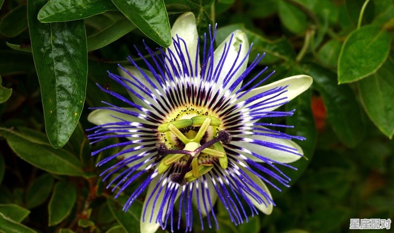 双子加天蝎等于什么,双子座性格跳脱 - 星座运势