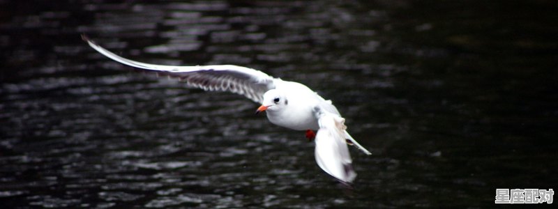 毕竟几人得真鹿意思，梦到鱼是人 - 星座运势