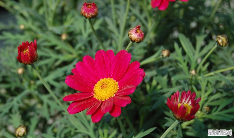 属相牛今日运势任何,属相牛今日运势任何 - 星座运势