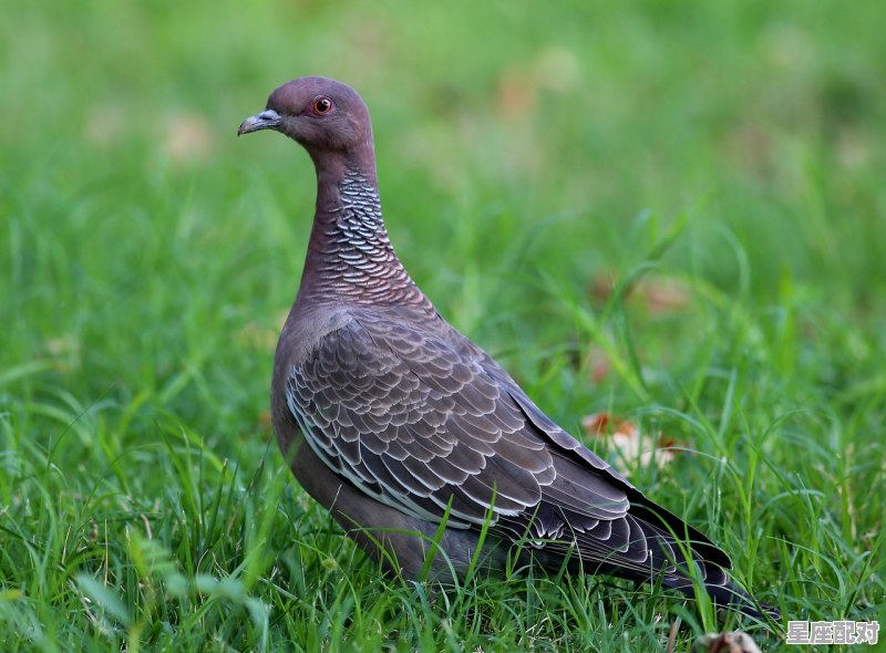 为什么今年河南平原有很多蛇_蛇在光滑的地上能走吗 为什么今年河南平原有很多蛇_蛇在光滑的地上能走吗 - 星座运势