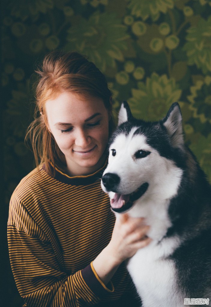 哈士奇像哪个星座,什么星座蠢萌 哈士奇像哪个星座,什么星座蠢萌 - 星座运势