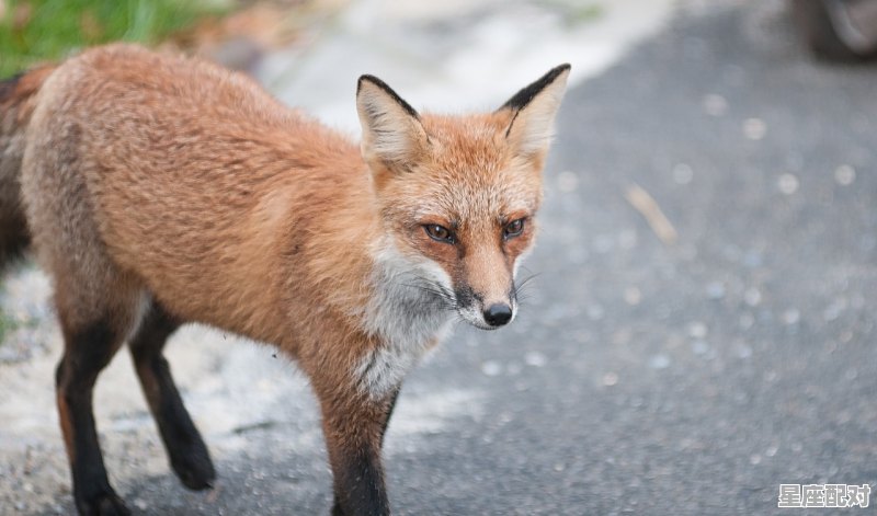 狐朋狗友是指什么,毛狐是什么生肖 狐朋狗友是指什么,毛狐是什么生肖 - 星座运势