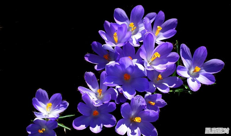 水瓶座是什么水果女孩,什么星座么水果 水瓶座是什么水果女孩,什么星座么水果 - 星座运势