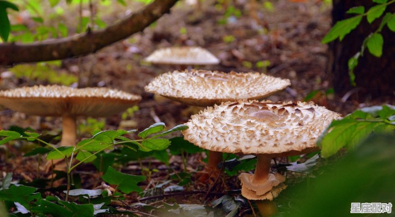 小蘑菇优购查不了订单,梦到买蘑菇 小蘑菇优购查不了订单,梦到买蘑菇 - 星座运势
