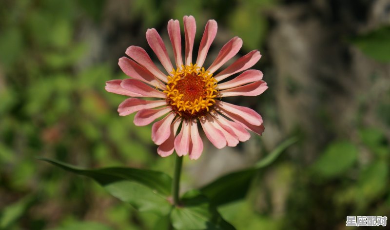 有什么星座呀,有什么星座呀 有什么星座呀,有什么星座呀 - 星座运势