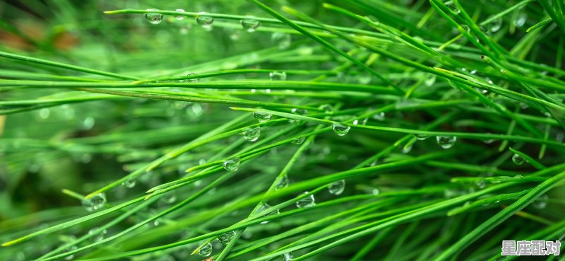 像守株待兔这样的寓言故事还有哪些,吕布韦是什么生肖 - 星座运势