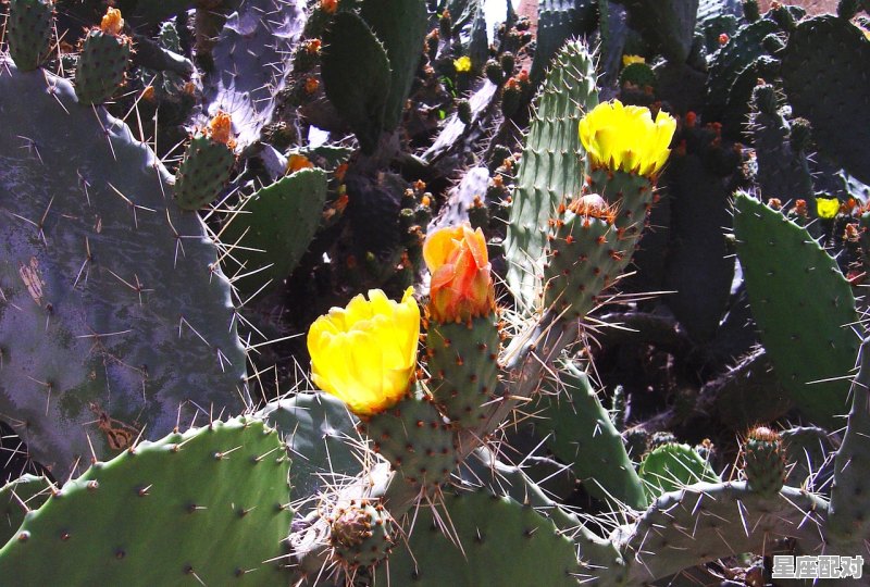 鹅蛋从哪里出来的，做梦梦到捡鹅蛋 - 星座运势