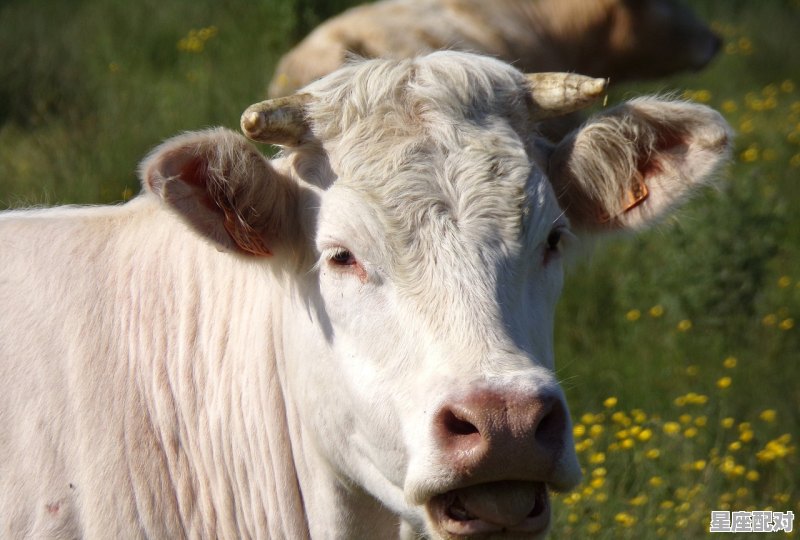属马的男生应该找什么属相女生,马年跟什么生肖配对 属马的男生应该找什么属相女生,马年跟什么生肖配对 - 星座运势