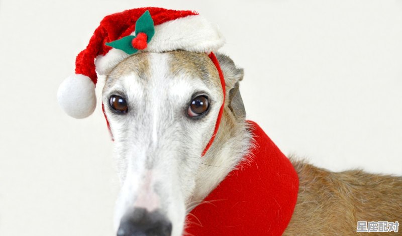 已婚处女座老男人的性格，狮子座刺猬性格 - 星座运势