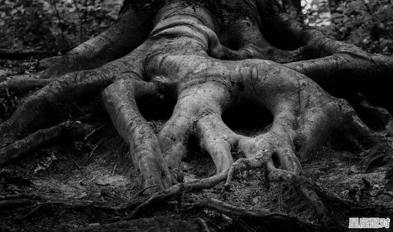 水瓶最怕射手，水瓶和什么星座配对让人害怕呢 - 星座运势