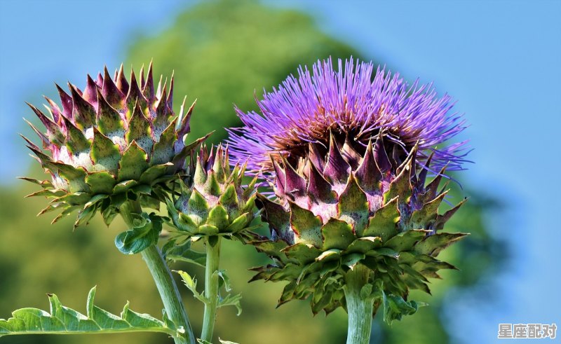 十二星座跳高排名,强是什么星座 十二星座跳高排名,强是什么星座 - 星座运势