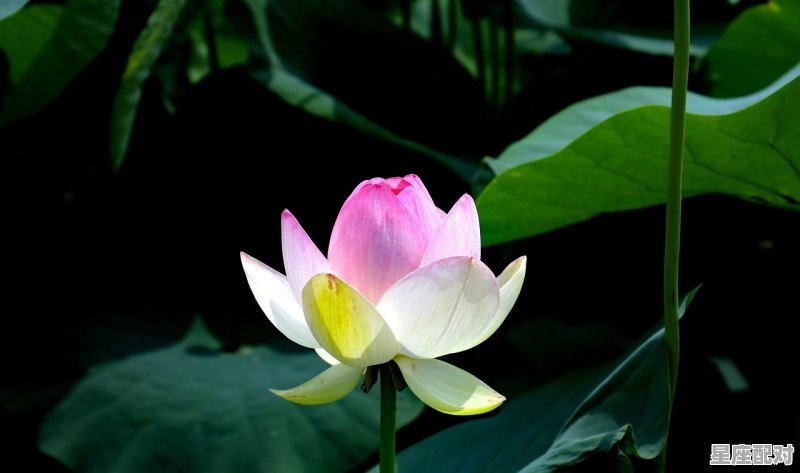 貂蝉属相是什么,杏花寒是什么生肖 貂蝉属相是什么,杏花寒是什么生肖 - 星座运势