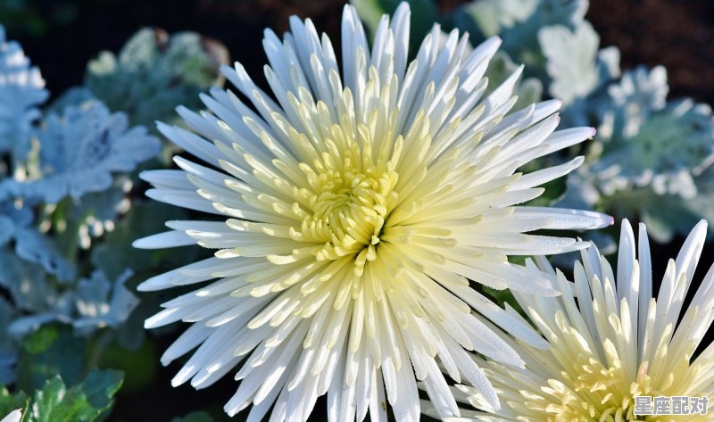 摩羯座运势详解,摩羯感情运势今日 - 星座运势