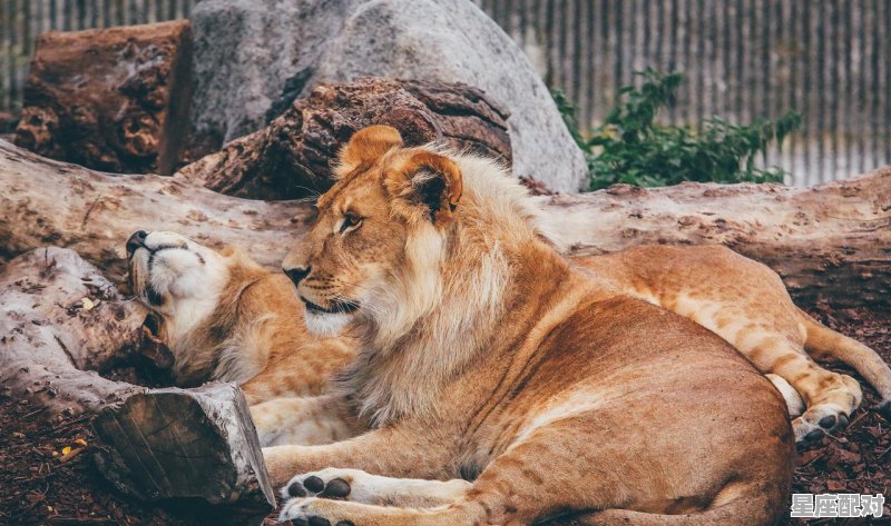 狮子男和双子女维持感情_双子女的情人狮子座 - 星座运势