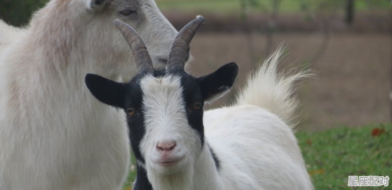 67年的属羊人在2023年阳历五月份会出现贵人吗_67年9月属羊人的后半生 67年的属羊人在2023年阳历五月份会出现贵人吗_67年9月属羊人的后半生 - 星座运势