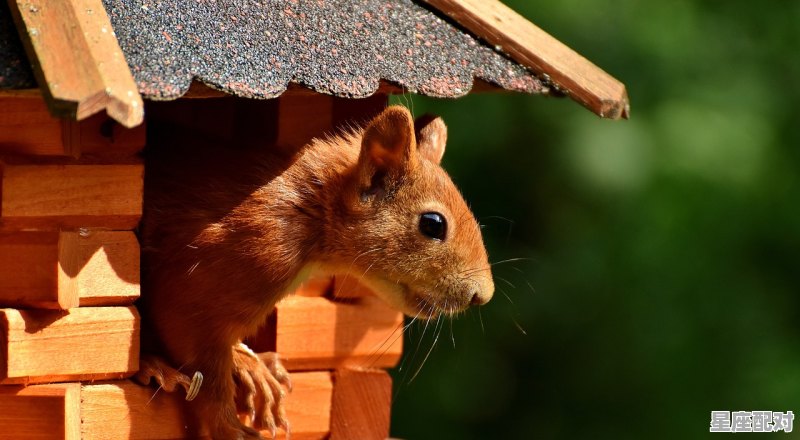 美好家庭代表啥动物_双双一对家和兴指什么属相 美好家庭代表啥动物_双双一对家和兴指什么属相 - 星座运势