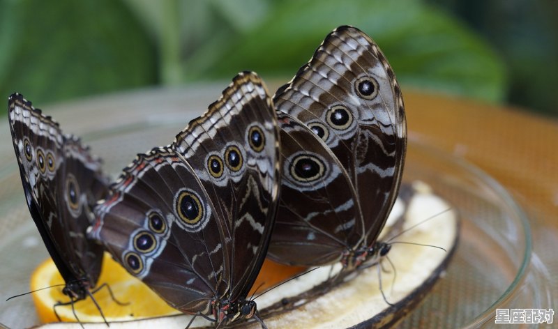 常见星座的形状和位置,8.8什么星座y 常见星座的形状和位置,8.8什么星座y - 星座运势