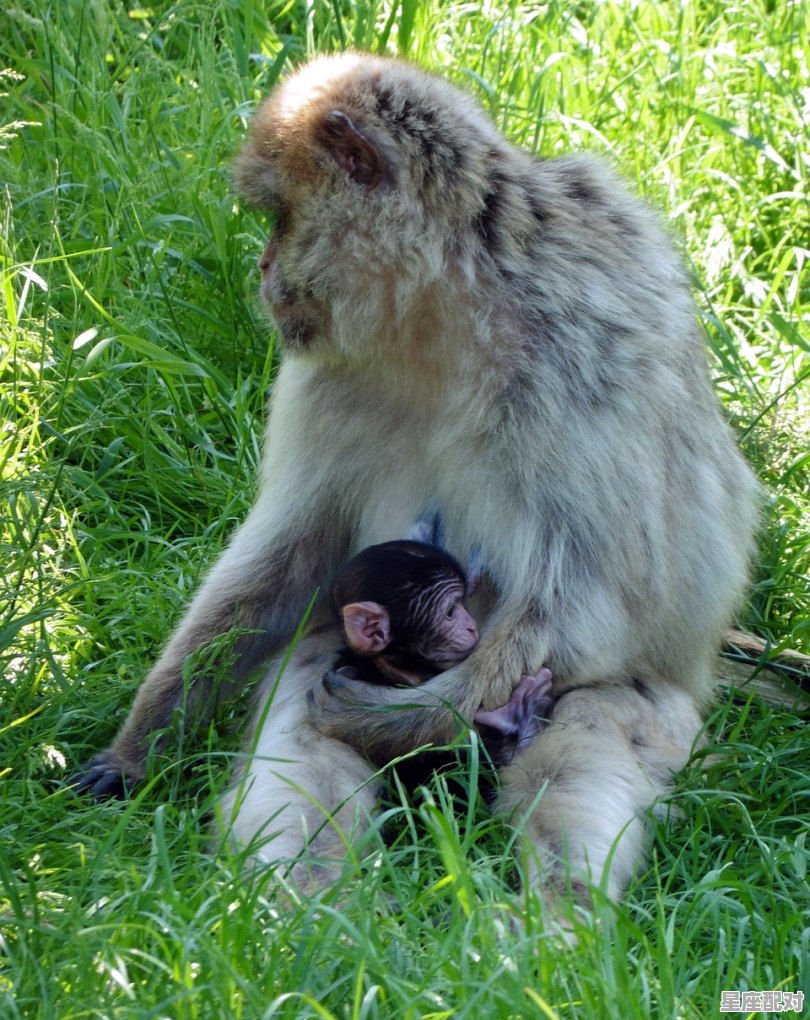 马虎迎吉年什么意思_今日运势属猴的 马虎迎吉年什么意思_今日运势属猴的 - 星座运势