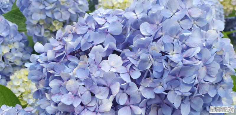 九月份的人是什么星座,熟是什么星座 九月份的人是什么星座,熟是什么星座 - 星座运势