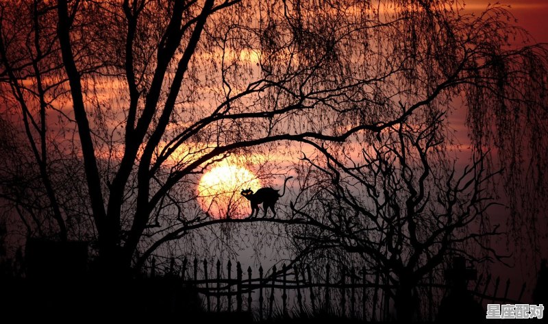 月亮射手座女生适合的伴侣_射手座的月亮星座是什么 月亮射手座女生适合的伴侣_射手座的月亮星座是什么 - 星座运势