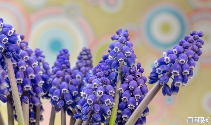 与天蝎女最有夫妻缘分的星座,天蝎与所有星座配对指数是多少啊女生 与天蝎女最有夫妻缘分的星座,天蝎与所有星座配对指数是多少啊女生 - 星座运势