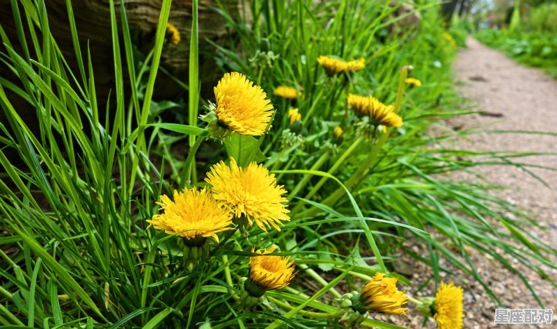 水瓶座和什么座最配,什么星座最配什么座 水瓶座和什么座最配,什么星座最配什么座 - 星座运势