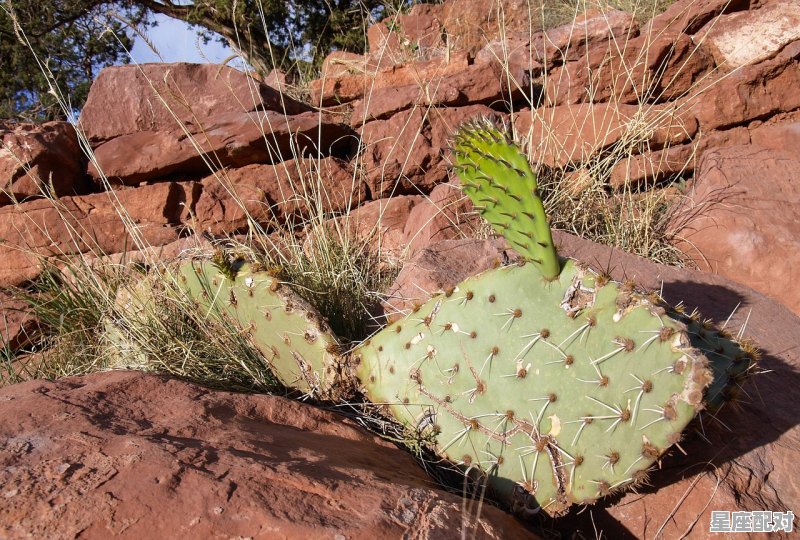 山海经中十大妖蛇,梦到大青蟒蛇 - 星座运势