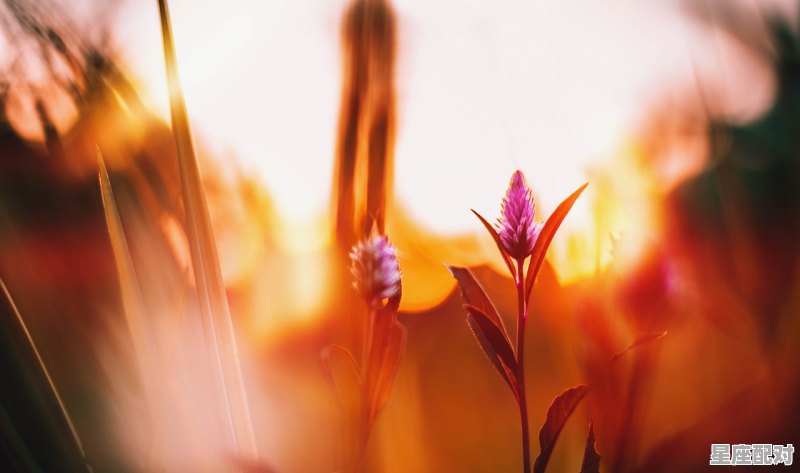 白羊男巨蟹女为什么是绝配,白羊女与什么星座配对最好婚姻 - 星座运势