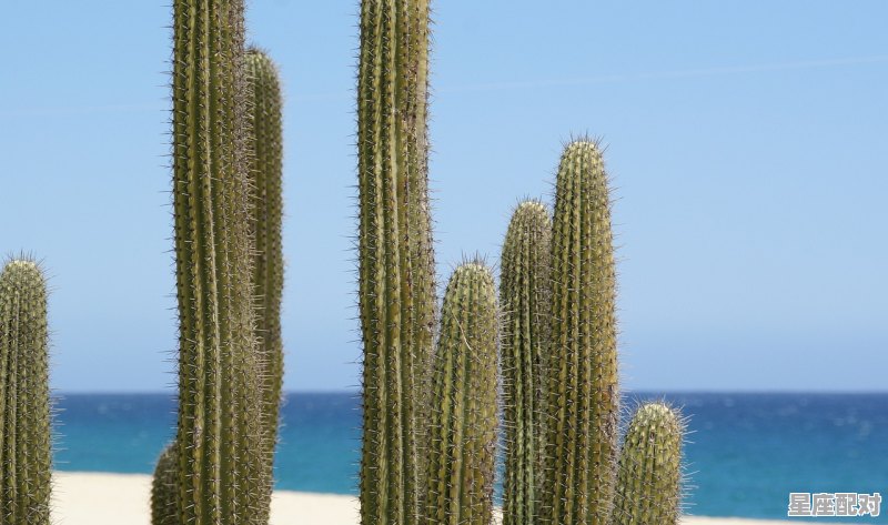 韭菜的寓意和象征，梦到韭菜预示什么 - 星座运势