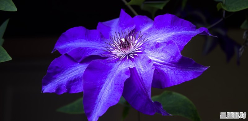 太阳天蝎，月亮白羊，上升狮子，金星天秤女生的性格,月亮白羊和太阳星座配对吗女生性格 - 星座运势