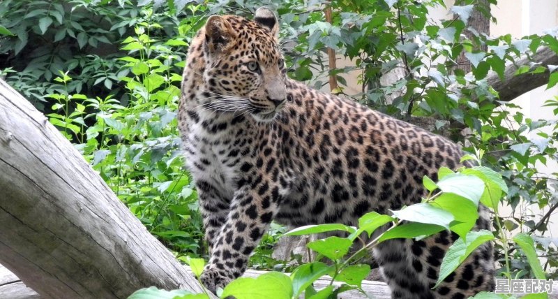 豹的性格特点与精神,豹子座的人什么性格 - 星座运势