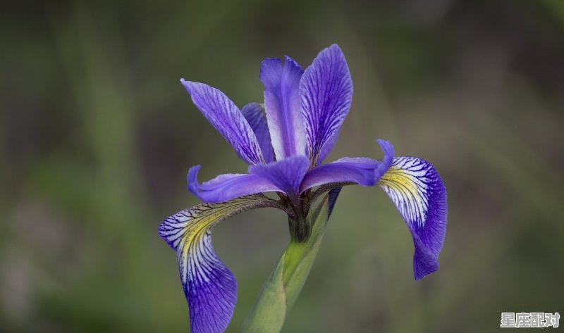 双鱼座的性格和脾气是怎样的_a型血双鱼座最大优点和缺点 - 星座运势