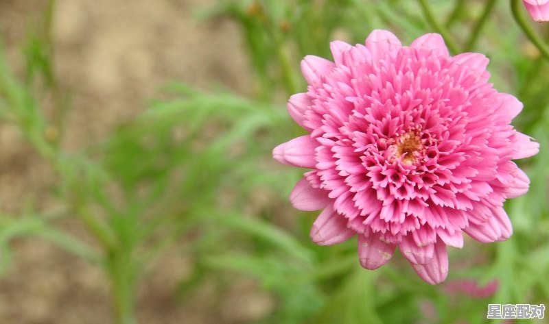 双子11月3号运势,查双子坐今日运势 - 星座运势