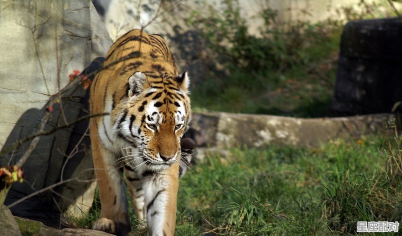 1964年女出生属相,六五年出生属什么生肖 - 星座运势