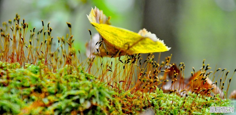 蜜蜂是什么意思，做梦梦到蜂 - 星座运势