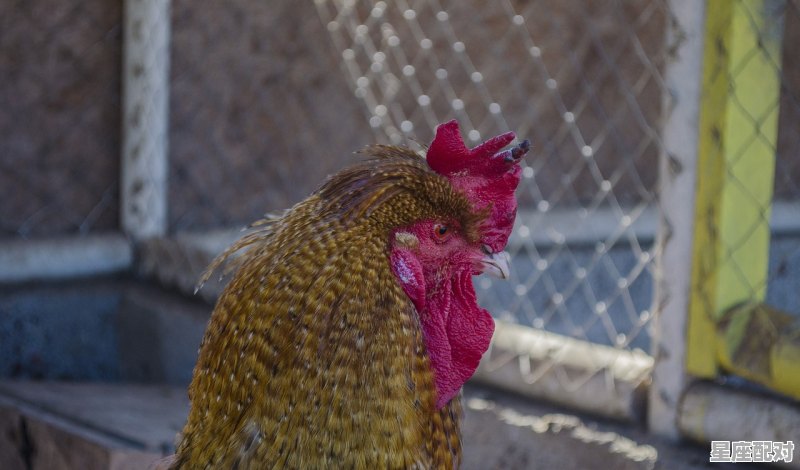 什么动物全身是财宝,猪皮用来做什么猜生肖 什么动物全身是财宝,猪皮用来做什么猜生肖 - 星座运势