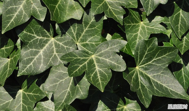 第一个茄子什么时候摘最合适,做梦梦到摘茄子 第一个茄子什么时候摘最合适,做梦梦到摘茄子 - 星座运势