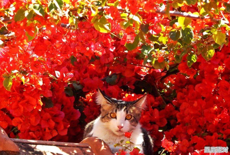 12星座性格最凶猛的排行榜，每个星座都怕什么 - 星座运势