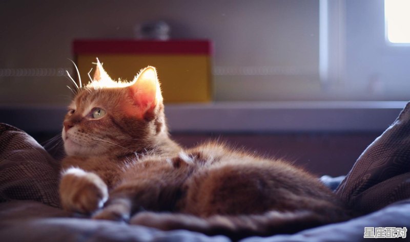 为什么给猫掏耳朵会翻白眼,做梦梦到掏耳朵 为什么给猫掏耳朵会翻白眼,做梦梦到掏耳朵 - 星座运势