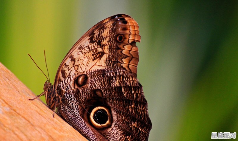 天秤为何和其它风象星座不一样_天秤是什么象星座 天秤为何和其它风象星座不一样_天秤是什么象星座 - 星座运势