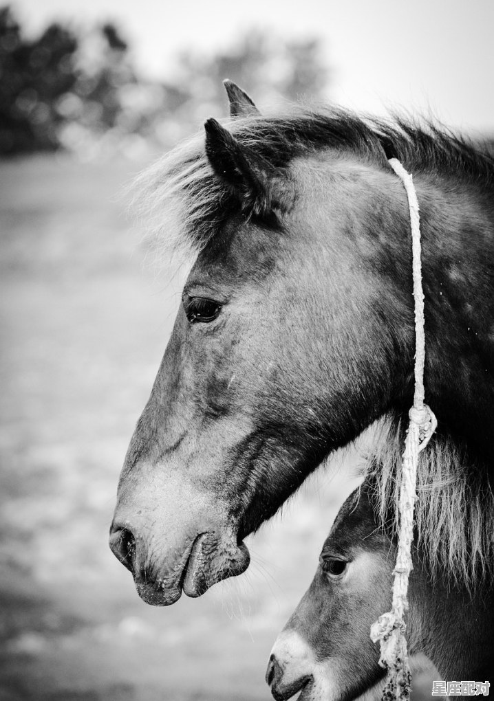 代表妈妈的动物,母爱重重是什么生肖 - 星座运势