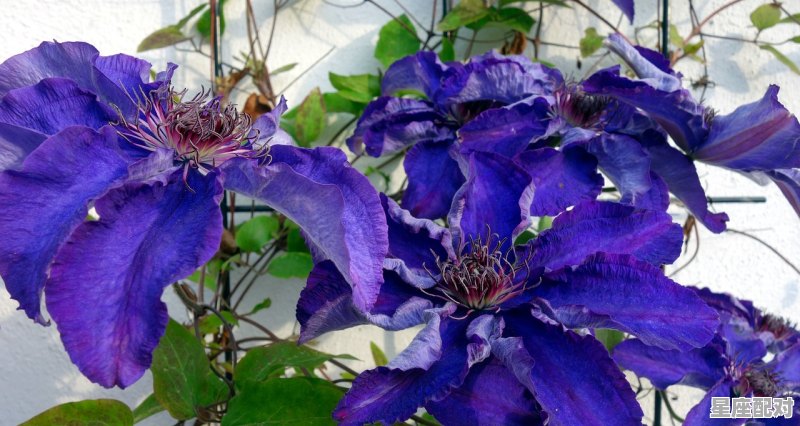 24星座分别是什么座,十二的星座是什么 - 星座运势