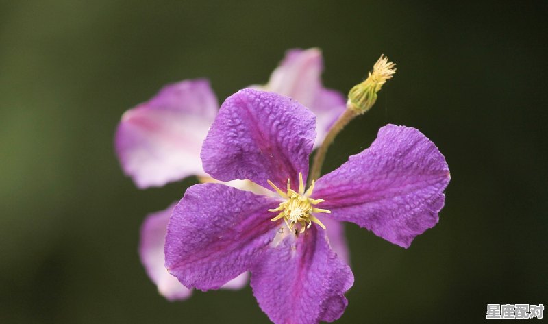 金牛座每月桃花运势，金牛8月今日运势 - 星座运势