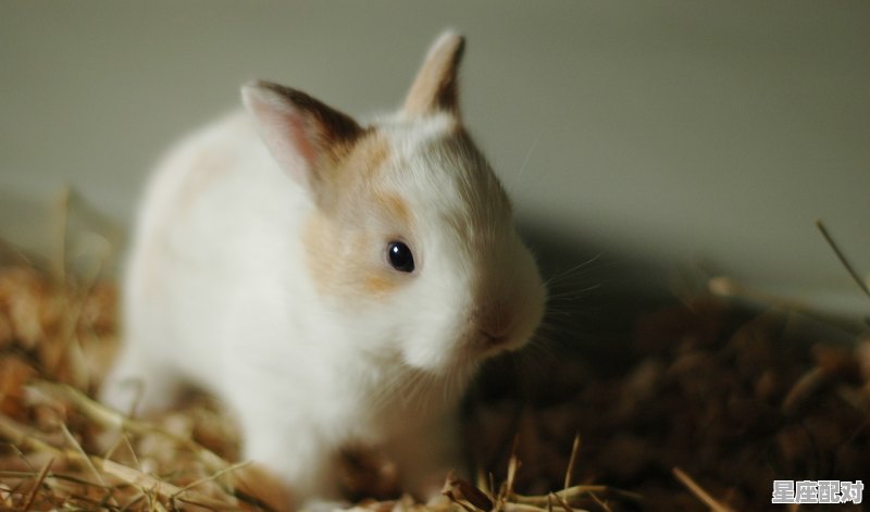 12月13日特吉运势,9.29属鼠今日运势 12月13日特吉运势,9.29属鼠今日运势 - 星座运势